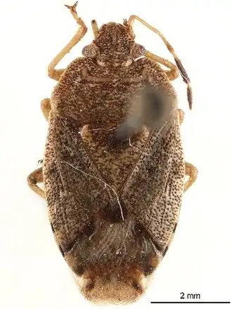 Acrophyma