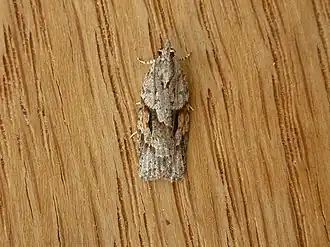 Acropolitis rudisana