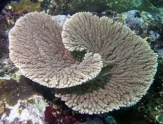 Acropora clathrata