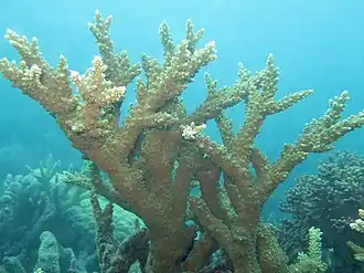 Acropora florida