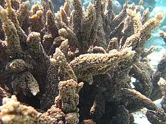 Acropora hemprichii
