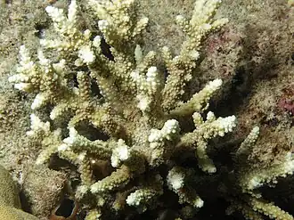 Acropora horrida