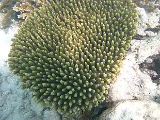 Acropora millepora
