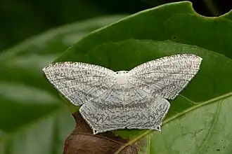 Acropteris ciniferaria