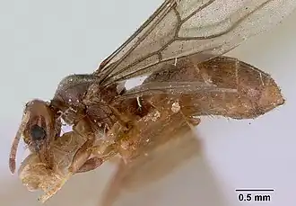 Acropyga myops