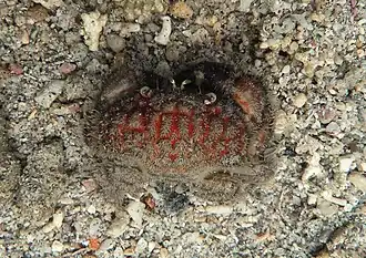 Actaeodes hirsutissimus