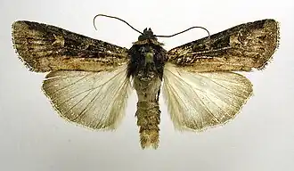 Actebia fennica