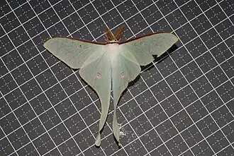Actias neidhoeferi