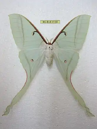 Actias rhodopneuma