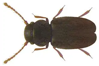 Actidium coarctatum