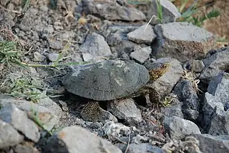 Pacifische waterschildpad