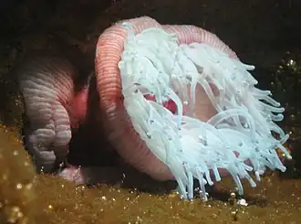 Groene paardenanemoon