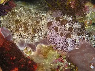 Actinocyclus papillatus