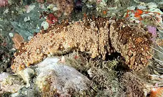 Actinopyga agassizii