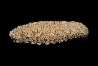 Actinopyga echinites