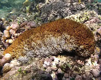 Actinopyga mauritiana