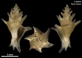 Actinotrophon actinophorus