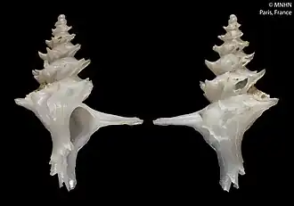 Actinotrophon fragilis