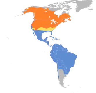 Amerikaanse oeverloper