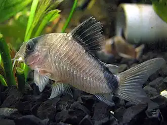 Corydoras metae