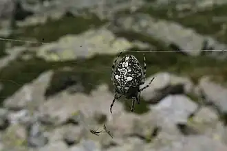 Aculepeira carbonaria