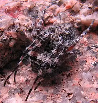 Aculepeira carbonarioides