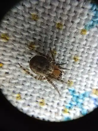 Aculepeira travassosi