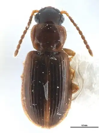 Acupalpus nanellus