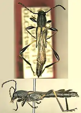 Acyphoderes dehiscens