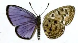 Acytolepis ripte