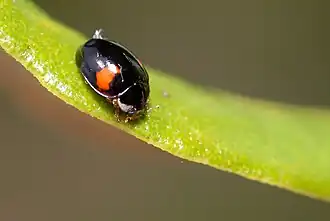 Tienstippelig lieveheersbeestje