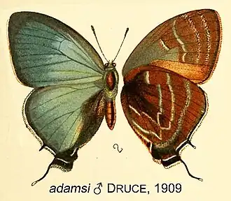 Theritas adamsi