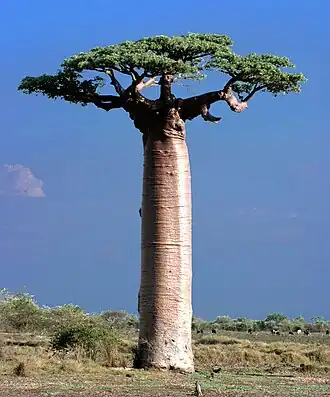 Baobab van Grandidier