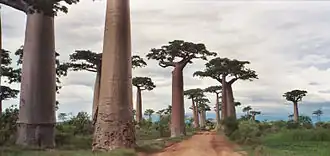 Adansonia grandidieri langs de weg