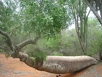 Za baobab