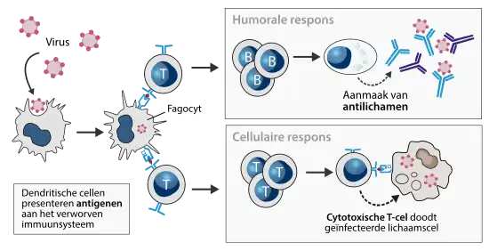 Het verworven immuunsysteem wordt geactiveerd door fagocyten, veelal dendritische cellen.[31] Nadat een dendritische cel een pathogeen heeft gefagocyteerd, migreert deze naar een lymfeklier om daar fragmentjes van de pathogeen (de antigenen) aan T-lymfocyten te presenteren. De geactiveerde T-cellen delen zich snel. Een deel gaat naar de infectiehaard om deze te bestrijden. Andere T-cellen stimuleren B-cellen om antilichamen te produceren.