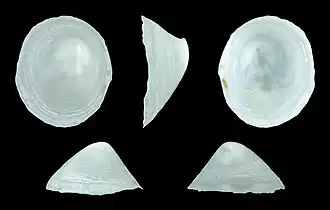 Addisonia excentrica