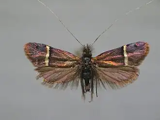 Adela albicinctella
