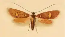 Adela fibulella