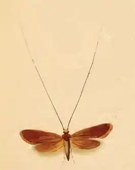 Hertshooilangsprietmot