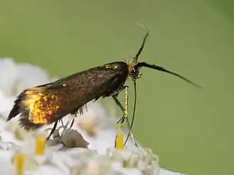 Hertshooilangsprietmot