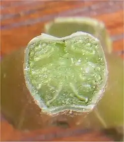 Dwarsdoorsnede stengel