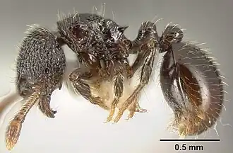 Adelomyrmex laevigatus