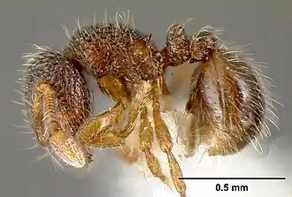 Adelomyrmex longinoi