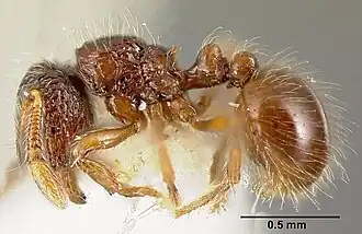 Adelomyrmex microps