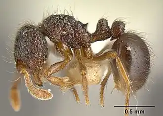 Adelomyrmex myops
