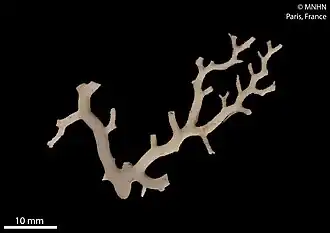 Adelopora crassilabrum