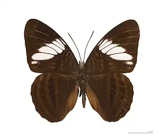 Adelpha epione