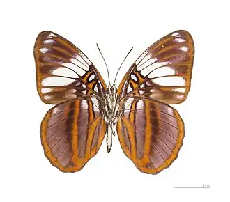 Adelpha epione