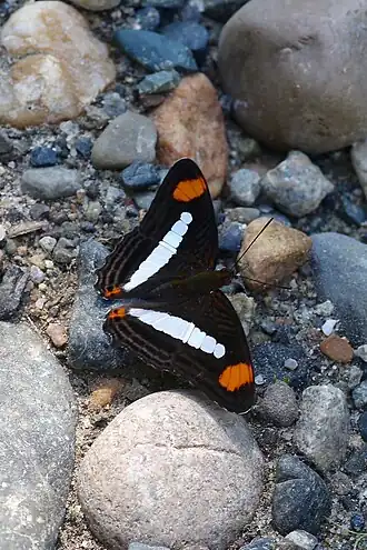 Adelpha iphicleola